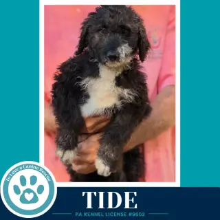 Tide (Seashore Squad) 101726