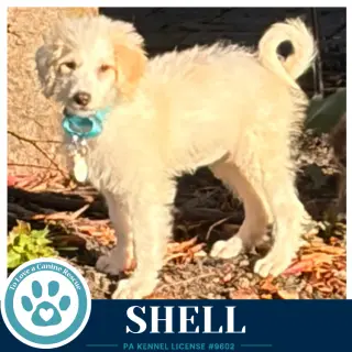 Shell (Seashore Squad) 101726