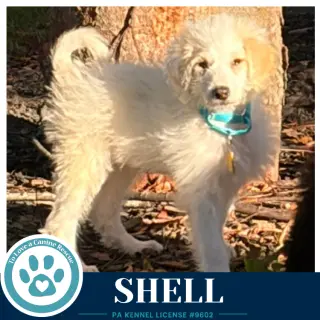 Shell (Seashore Squad) 101726
