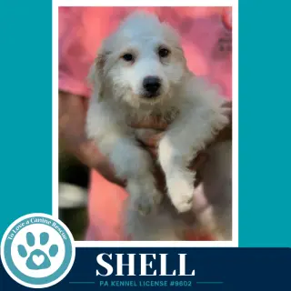 Shell (Seashore Squad) 101726