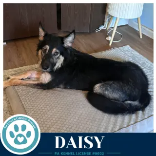 Daisy (Mom to the Triple D's) 101726