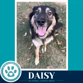 Daisy (Mom to the Triple D's) 101726