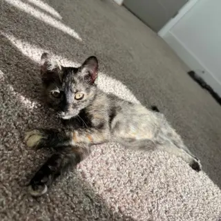 Tortellini