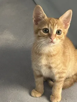 Goldfish