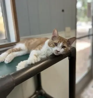 Cat 27881 (Billy)
