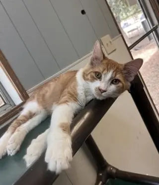 Cat 27881 (Billy)
