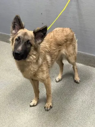 *ROSCOE