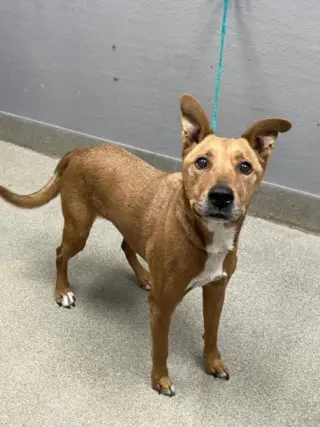 *SCOOBY
