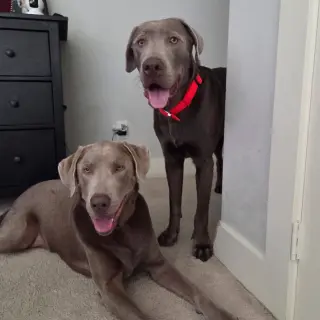 Mighty Max