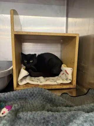 Martini