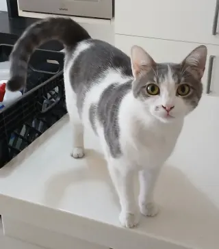 JENNI