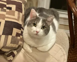 JENNI
