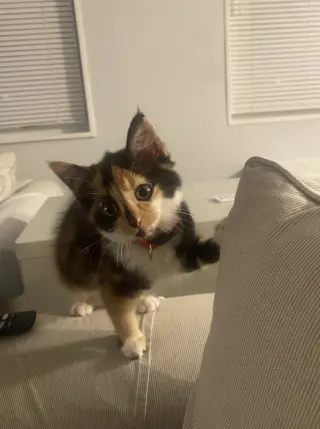 ELVIRA