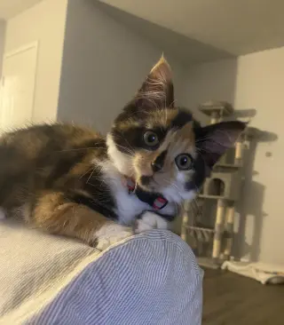 ELVIRA