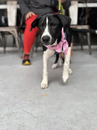 Roscoe