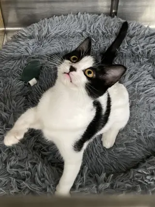 Topanga