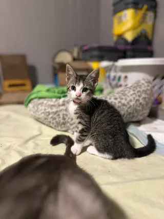 Willow