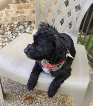 Barley (Schnoodle)