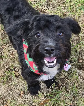 Barley (Schnoodle)