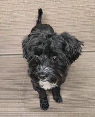 Barley (Schnoodle)