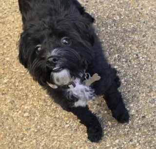 Barley (Schnoodle)