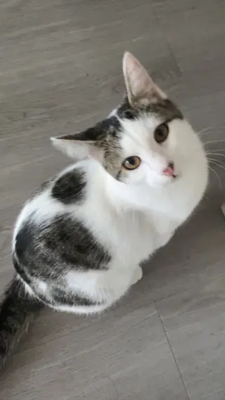MIMI #2048 - Offered by Owner - Teen Family Cat