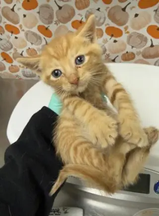 CHEDDAR