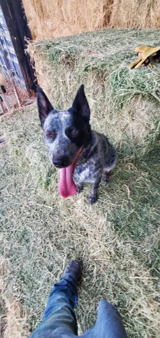 Gwen