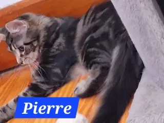 Pierre (foster cat)