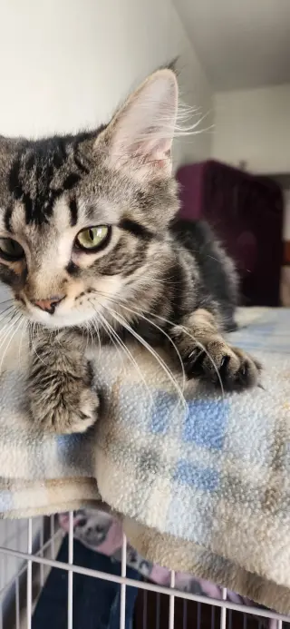 Pierre (foster cat)