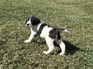 Casper - Halloween Litter