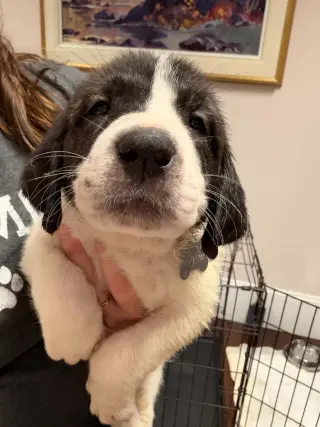 Casper - Halloween Litter