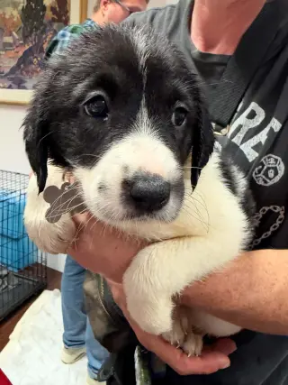 Blair - Halloween Litter