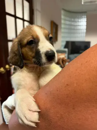 Ripley - Halloween Litter