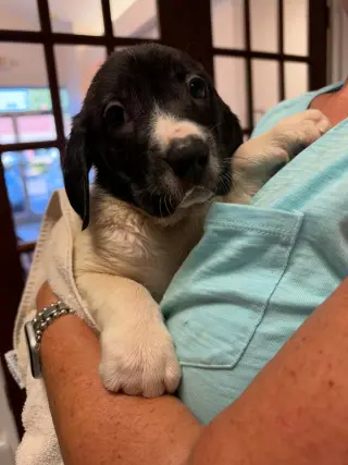 Hunter - Halloween Litter