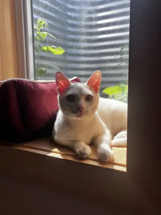 Mouse