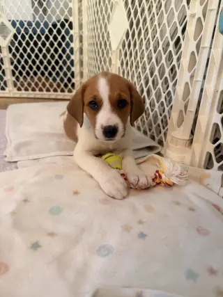 Glinda - Halloween Litter