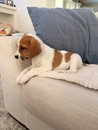 Glinda - Halloween Litter