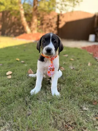 Chucky - Halloween Litter