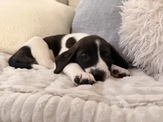 Chucky - Halloween Litter