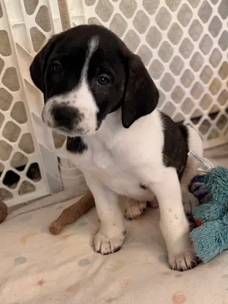 Chucky - Halloween Litter