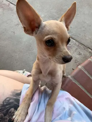 Rango
