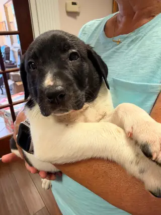 Carver - Halloween Litter