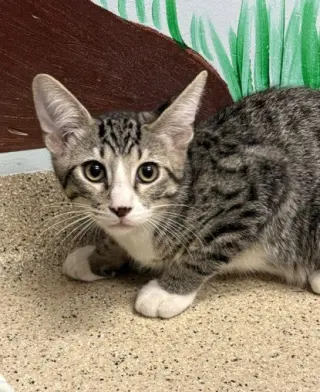 Kitten Kelp