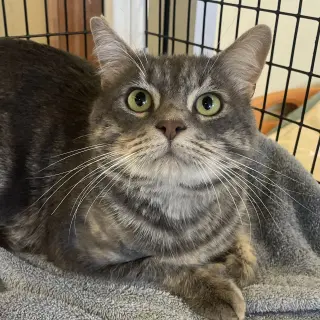 Meeko