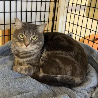 Meeko