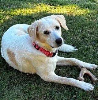 Penny