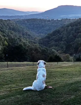 Penny