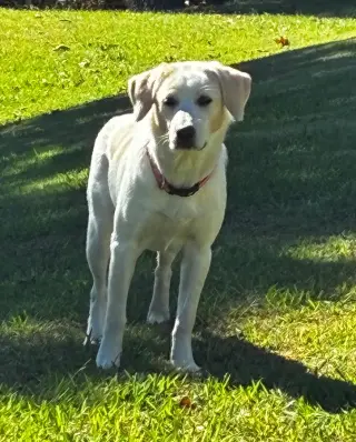 Penny