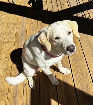 Penny